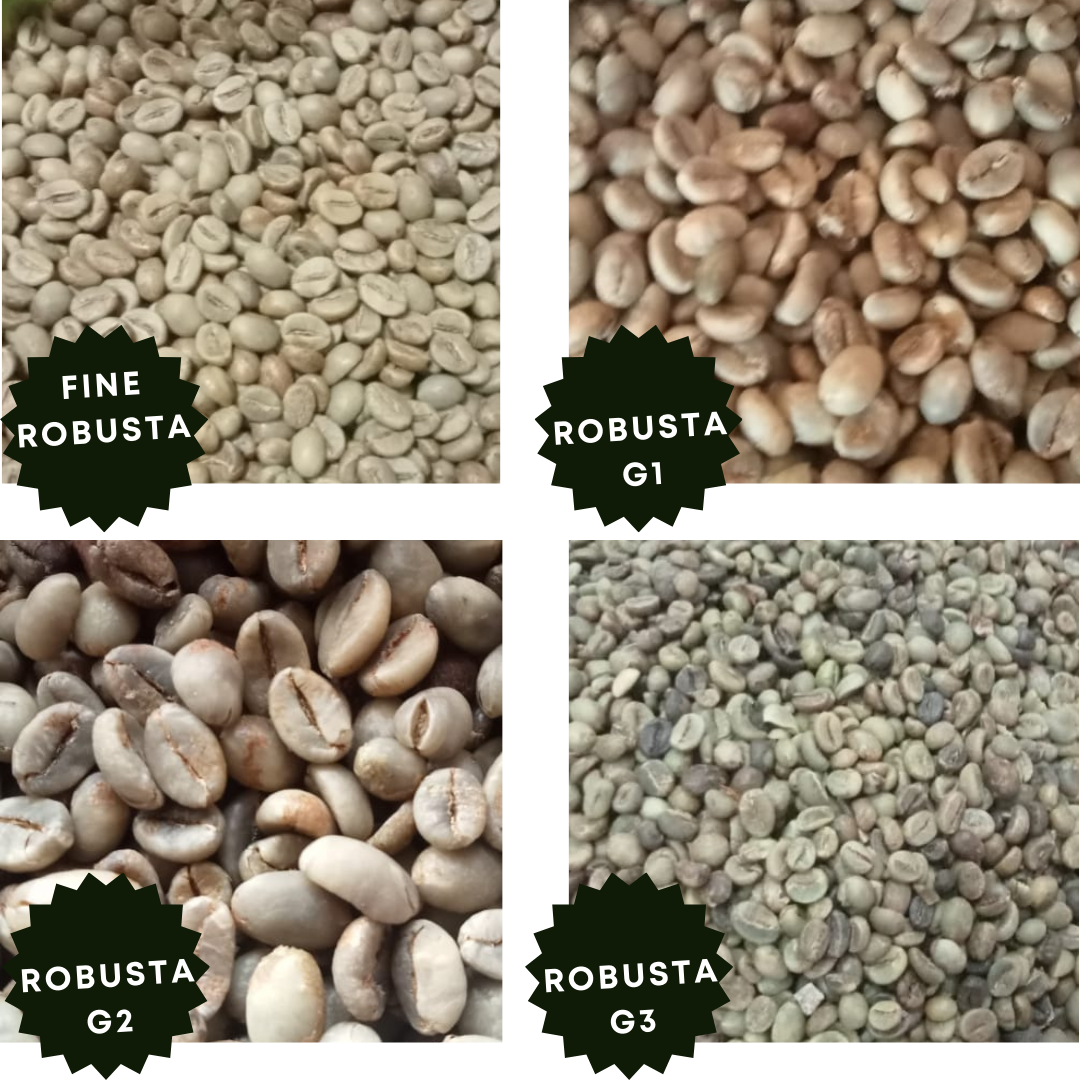 ROBUSTA G1